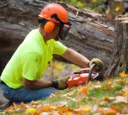 tree services Ottawa